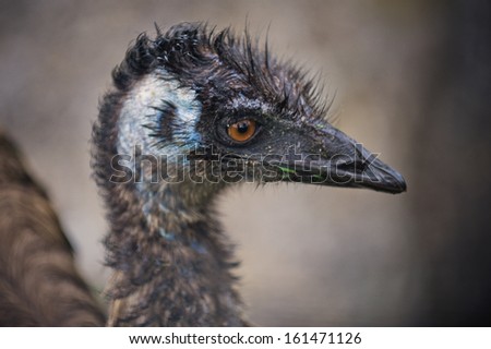 Emu on a farm in New Zealand