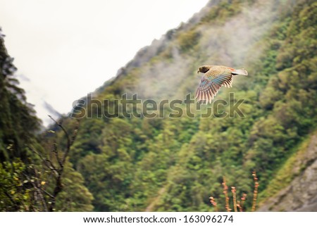 Kea, worlds only alpine parrot flying and showcasing its beautiful wings in Arthurs Pass National Park, New Zealand