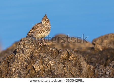 Crested Lark. Common bird species of the family of larks, photographed in their natural environment.