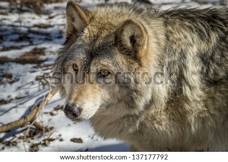 A close up shot of a Canadian Timber Wolf against a snowy background in the late winter.
