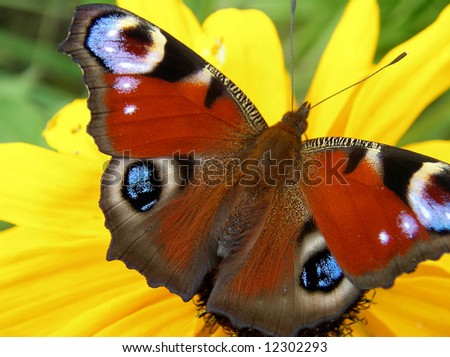 A photo of a beautifull butterfly on a yellow flower.