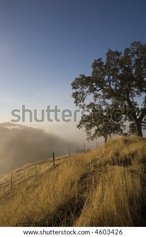 Dry, golden grass on a hillside with oak overlooking and foggy hills in the background.