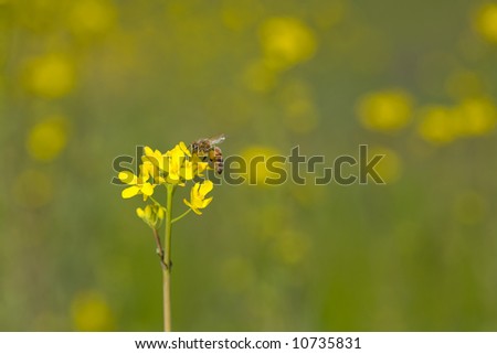 Honey Bee, Apis mellifera, on Wild Mustard, Brassica nigra