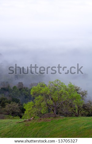 Spring Green Tree in Rolling Hills Fading into Mist