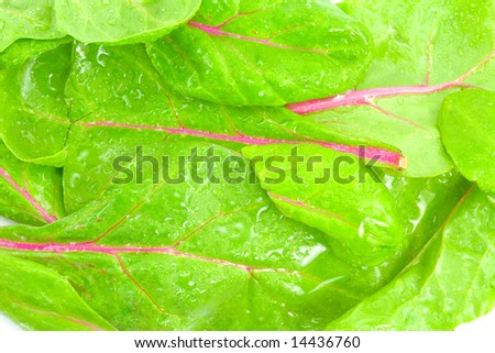 Some Fresh Wet Leaves of Red Chard