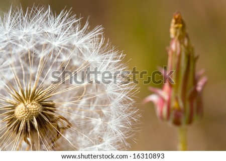 Closeup of Dandelion Seed Head with Bud in Background