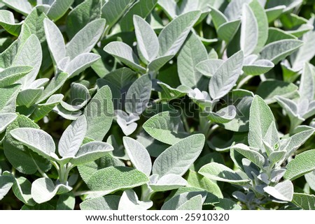 Mass of Gray Green Sage Plants for Use as Background Texture