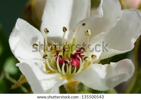 Pear Blossom, detail