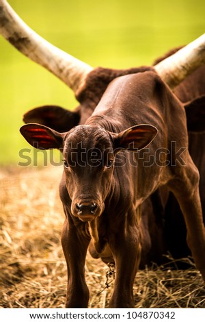 Ankole Longhorn Calf/New born Ankole longhorn calf