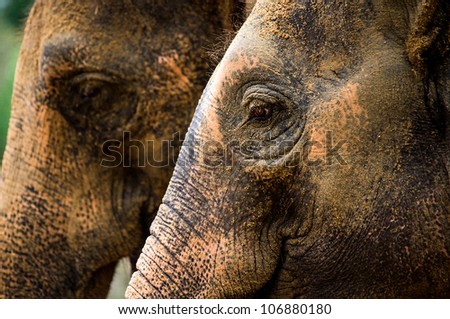 close up of indian elephant showing eye and skin texture/Elephant