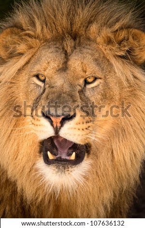 close up of male lions face