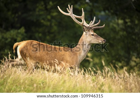 running red deer in long grass against a background of trees/Running Red Deer