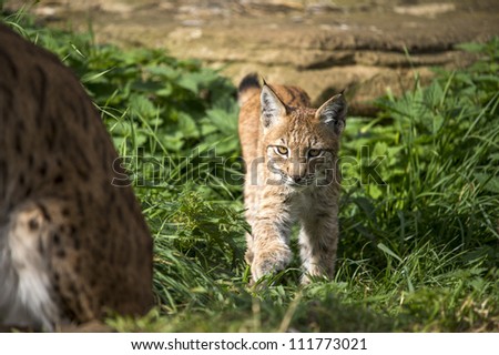 lynx kitten stalking towards camera/Lynx Kitten Stalking