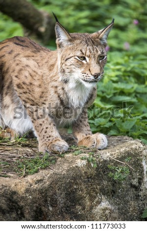 lynx crouched on a rock, side profile/Lynx on Rock