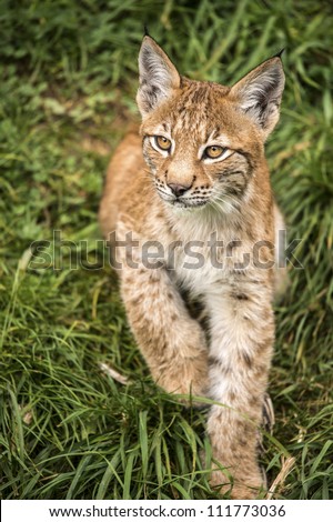 lynx kitten close up against grass/Lynx Kitten