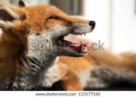 Red Fox That Appears to be Laughing/Red Fox