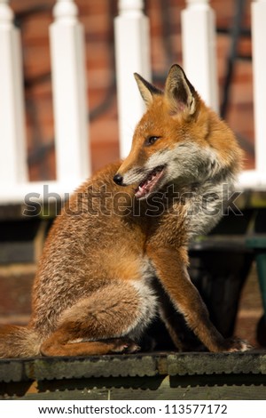 Red Fox Turning to Look out of Left Frame of Shot/Red Fox