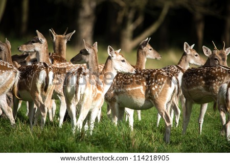 Herd of Fallow Deer
