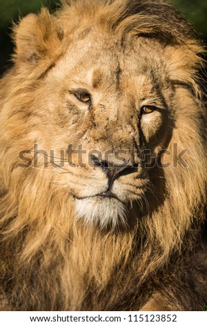 Close Up of Lion\'s Face/Lion Close Up