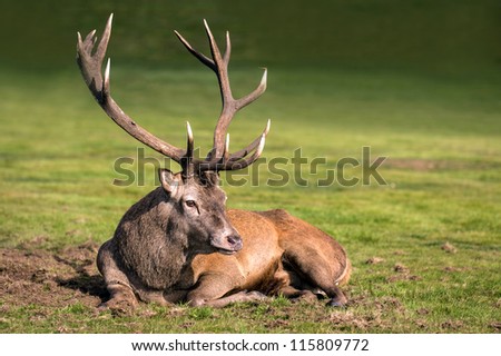 Stag with huge antlers against a background of grass/Stag Landscape