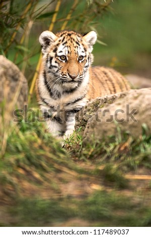 sumatran tiger cub portrait, Tiger Cub