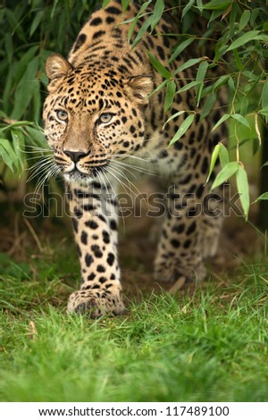 amur leopard emerging from the leaves/Emerging Leopard