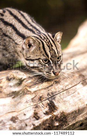 fishing cat looking over the top of a large log/Fishing Cat Close Up