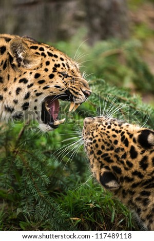 two snarling leopards face off against each other/Snarling Leopards