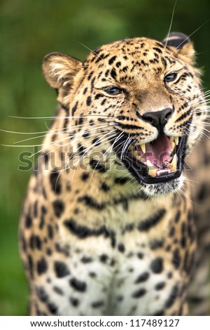 grinning adult amur leopard portrait/Grinning Leopard