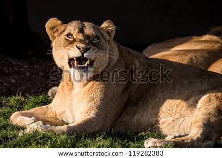 female lion snarling in front of a dark background/Snarling Lioness
