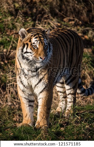 male siberian tiger standing in forest clearing/Tiger