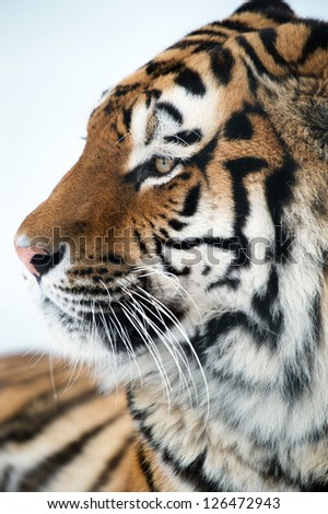 siberian tiger close up against a white background/Siberian Tiger