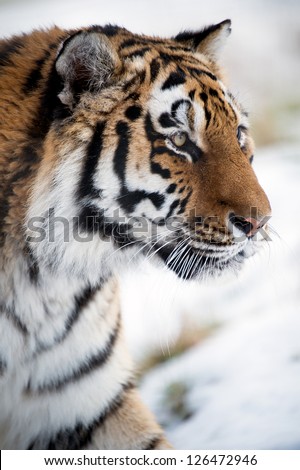 siberian tiger close up against a white background/Siberian Tiger