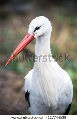 white stork close up facing left out of the shot/White Stork