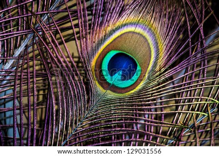 vibrant peacock feather close up/Peacock Feathers