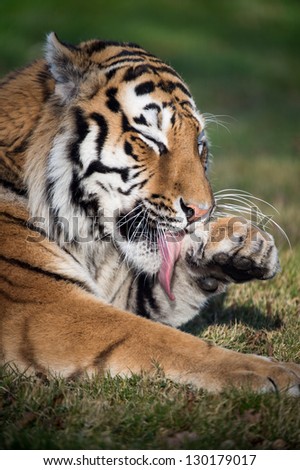 siberian tiger portrait cleaning paws/Tiger Licking Paw