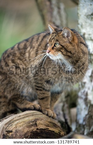 scottish wildcat turning to face left out of the shot/Scottish Wildcat