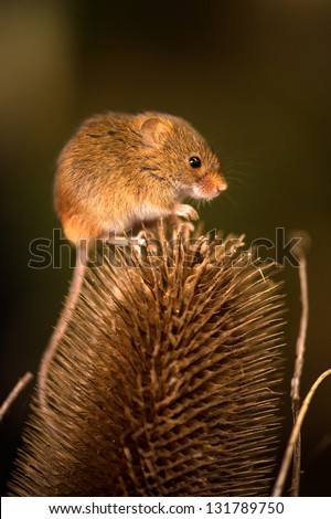 field mouse on the top of a dry thistle head/Long Tailed Field Mouse