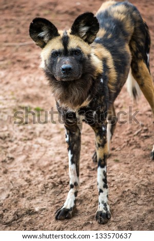 african hunting dog stood against a background of red sand/African Hunting Dog