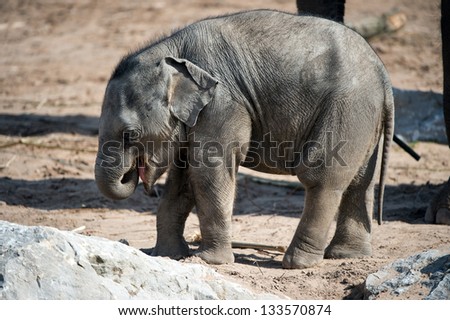 baby elephant standing amidst sand and rocks/ Baby Elephant