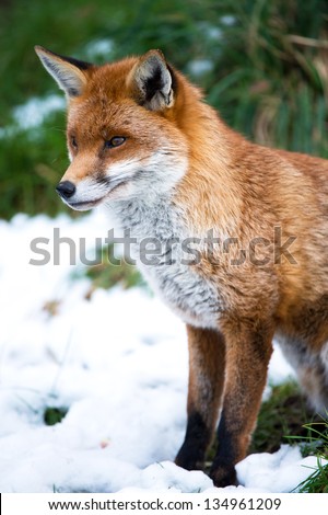 side profile of a fox against a background of snow/Fox