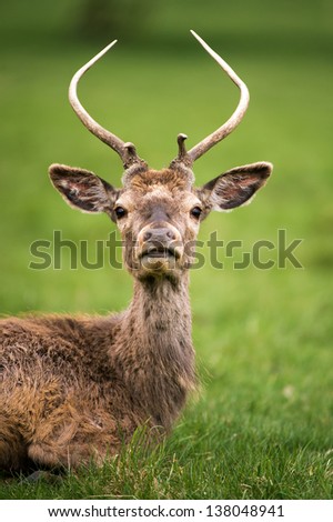 Red deer close up/Red Deer