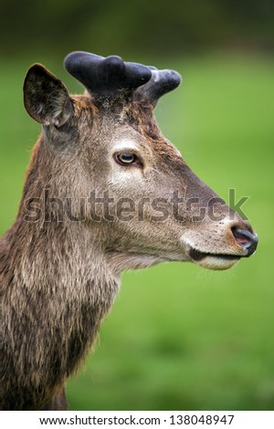 Red deer close up/Red Deer