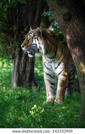 Siberian tiger stood in the light at the edge of a wood/Siberian Tiger/Siberian tiger stood in the light at the edge of a wood