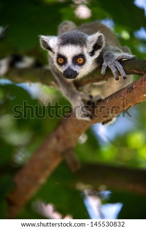 Baby Ring Tailed Lemur in Tree/Baby Ring Tailed Lemur/Baby Ring Tailed Lemur