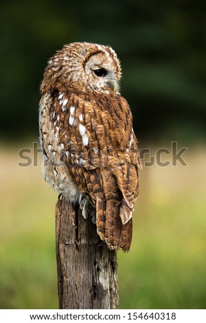 Tawny Owl On Fence Post Against A Dark Background Of Blurred Trees/Tawny Owl/Tawny Owl