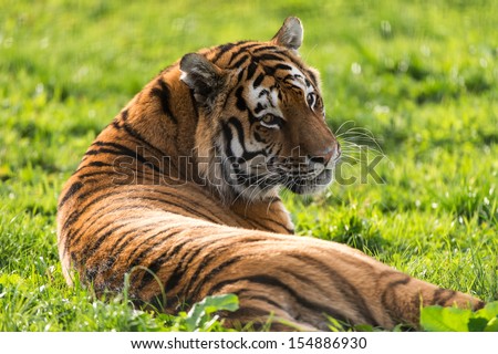 Siberian Tiger in bright sunlight turning to look over shoulder/Tiger/Siberian Tiger