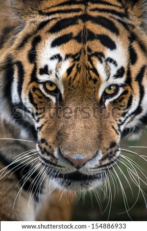 Symmetrical close up of Siberian Tiger\'s face/Tiger/Siberian Tiger