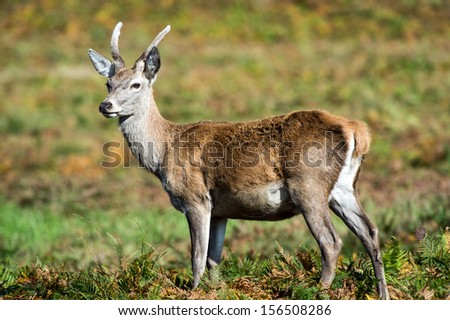 Female red deer in bracken against a blurred background of yellow grass/Red Deer/Female Red Deer