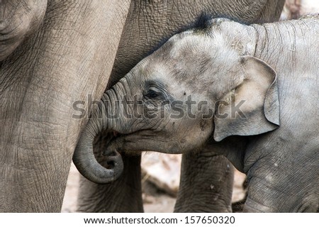 Baby Asian elephant attempting to suckle/Baby Elephant/Baby Elephant